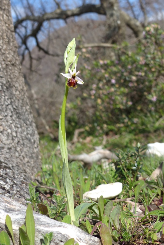 Ophrys montis-leonis sulla costa tirrenica laziale e sugli Aurunci  marzo 2024